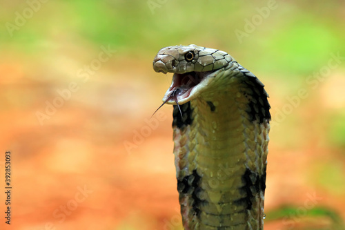Closeup head of king cobra snake photo