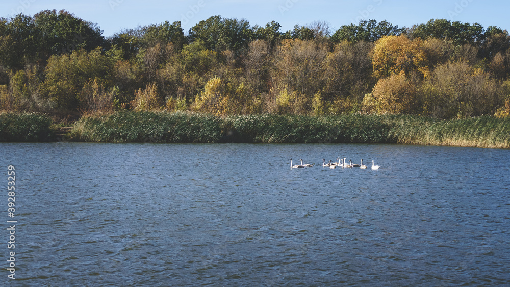 A group of swans on a small lake in the autumn.