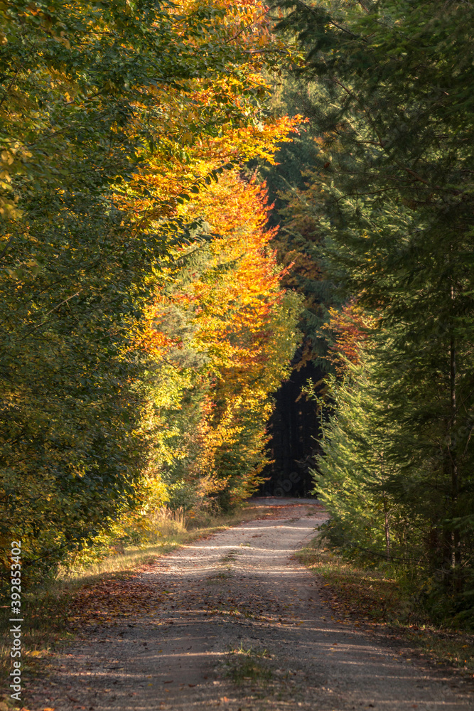 Feldweg gesaeumt von Baeumen in Herbstlichen Farben