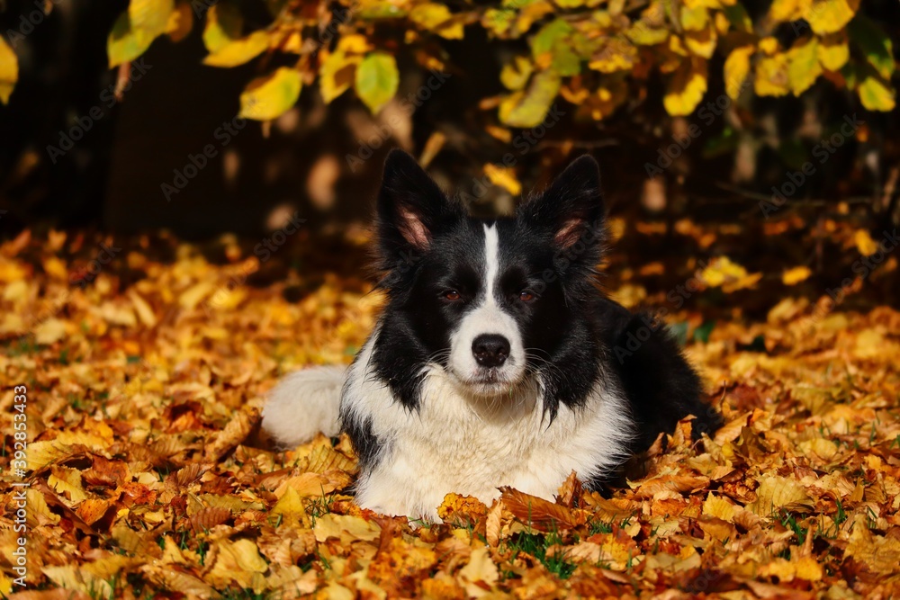 Serious Looking Border Collie Lies Down in Fallen Autumn Leaves during Golden Hour. Black and White Dog during Fall Season.