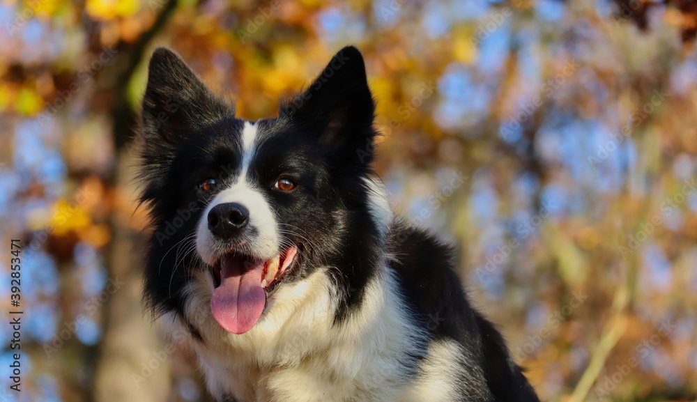 Close-up of Border Collie Head with Tongue Out in Sunny Autumn Forest. Portrait of Happy Black and White Dog in Nature during Fall Season. Close-up of Border Collie Head with Tongue Out in Sunny Autumn Forest. Portrait of Happy Black and White Dog in Nature during Fall Season.