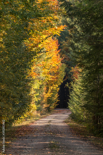 Feldweg gesaeumt von Baeumen in Herbstlichen Farben © Ralf Depner