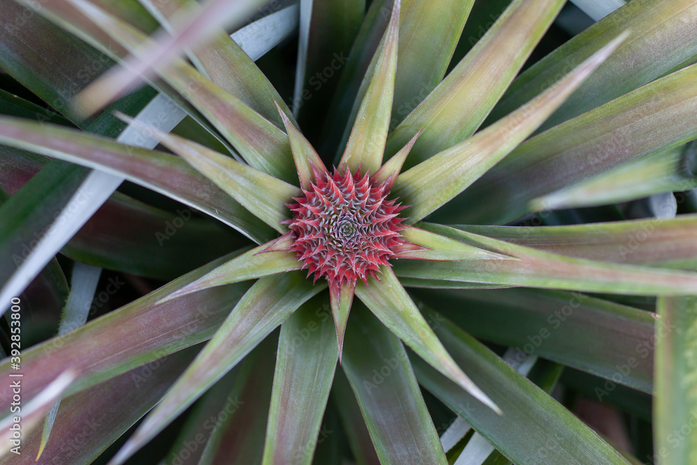 Top view of young pineapple on tree in the garden. Top view of young pineapple on tree in the garden.