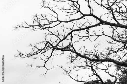 branches of a tree silhouette