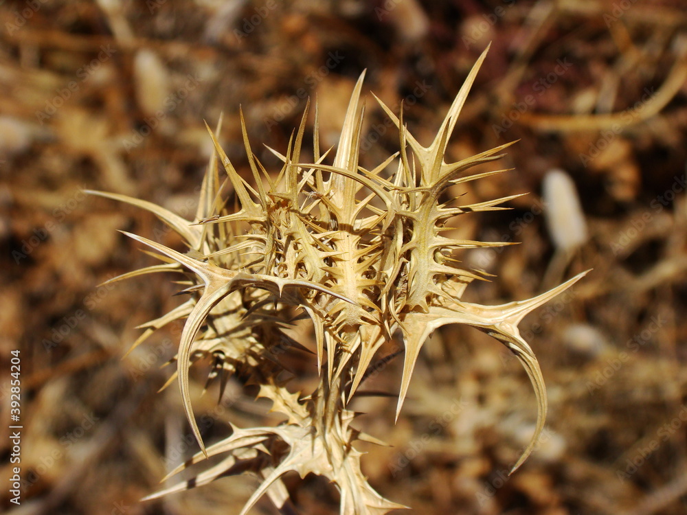Spotted Golden Thistle (Scolymus maculatus) Spotted Golden Thistle (Scolymus maculatus)