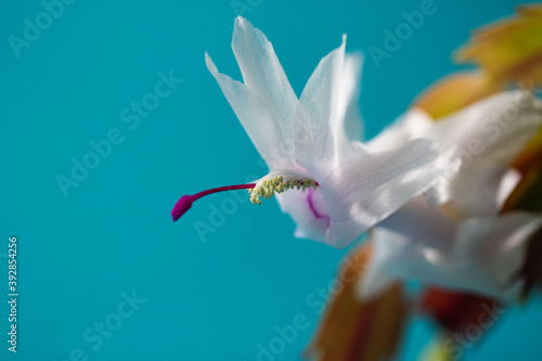 Close-up (macro shoot) of burgundy pestle, yellow stamens and petals of white Decembrist flower (lat. Schlumbergera) of burgundy pestle and stamens on turquoise background