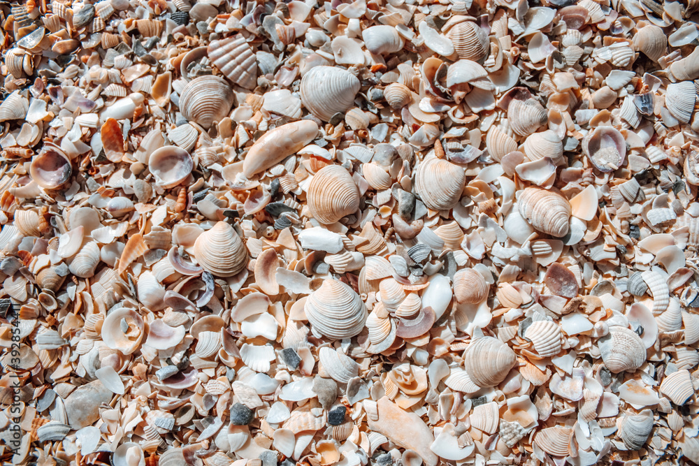 Seashells background