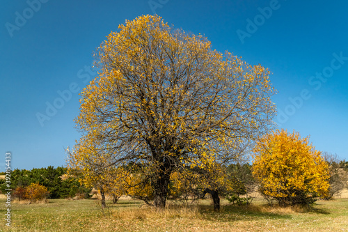 Yellow trees on the Ai-Petri plateau