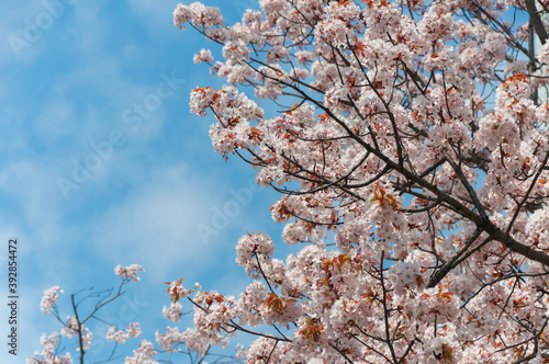 cherry blossom sakura in spring with the blue sky