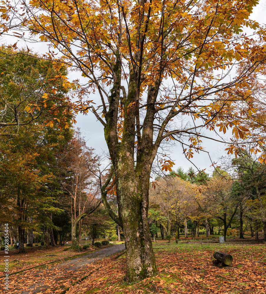 Fototapeta premium 晩秋の樹木公園の木々たち