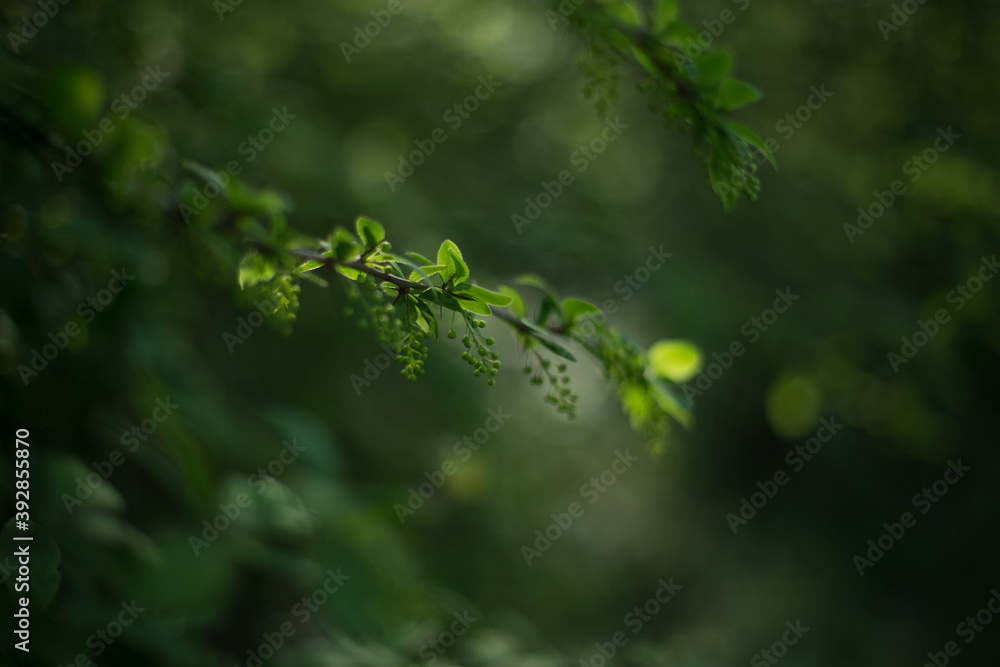 green twigs with leaves of trees in the forest