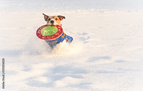 Dog enjoying playing with flying disk in deep snow as family has fun on wonderful winter day photo