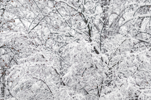 snow covered branches