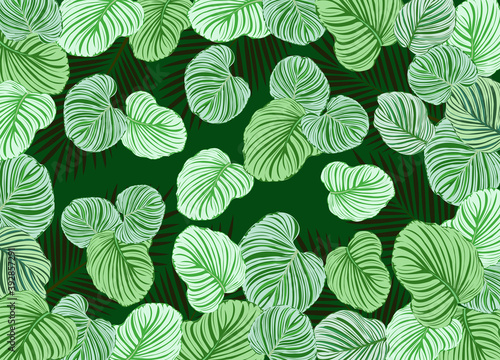 Calathea Orbifolia pattern background