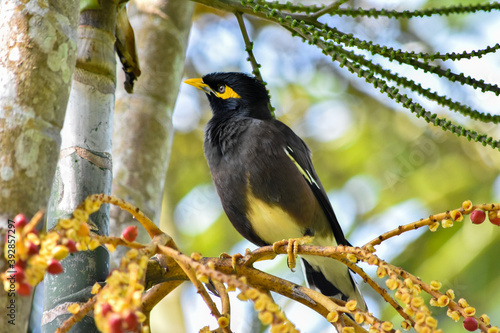 Wildlife From Peradeniya Botanical Gardens