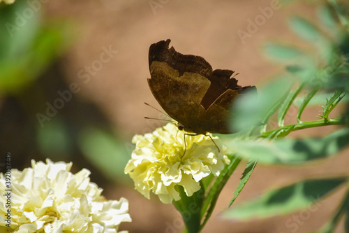 Wildlife From Peradeniya Botanical Gardens