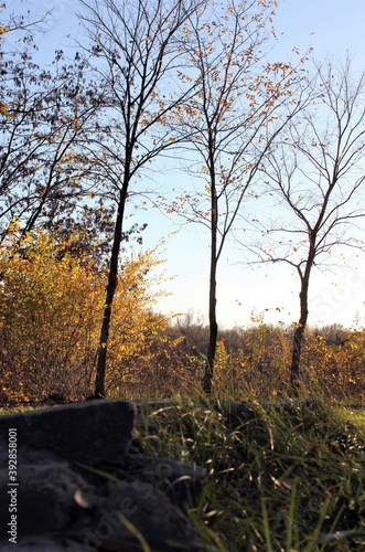 Wallpaper Mural Tree trunks against the sky in an autumn Park on a Sunny day Torontodigital.ca