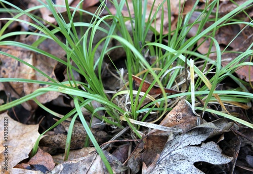 Green grass among dry fallen leaves in the autumn forest