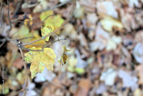 Yellow maple leaves hang on a branch in the woods on a cold autumn day