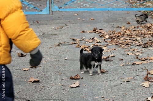 A small black puppy plays on the road with a boy on a cold autumn day