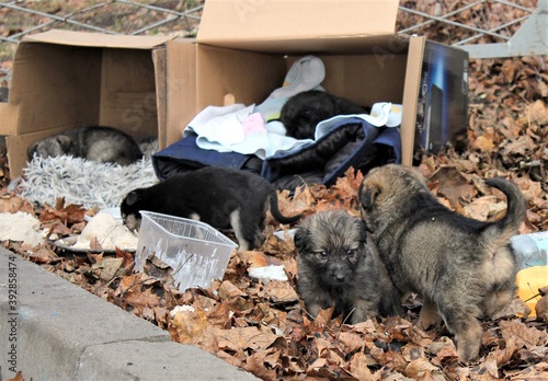 Several small puppies play in the foliage near cardboard boxes on a cold autumn day