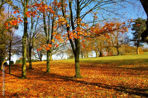 autumn trees in the park