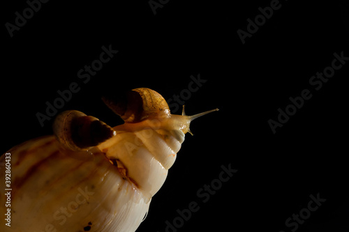 Dois pequenos caramujos sobre uma concha grande com fundo preto. photo