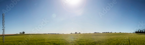 Verdes campos de trigo en argentina con un día soleado y árboles