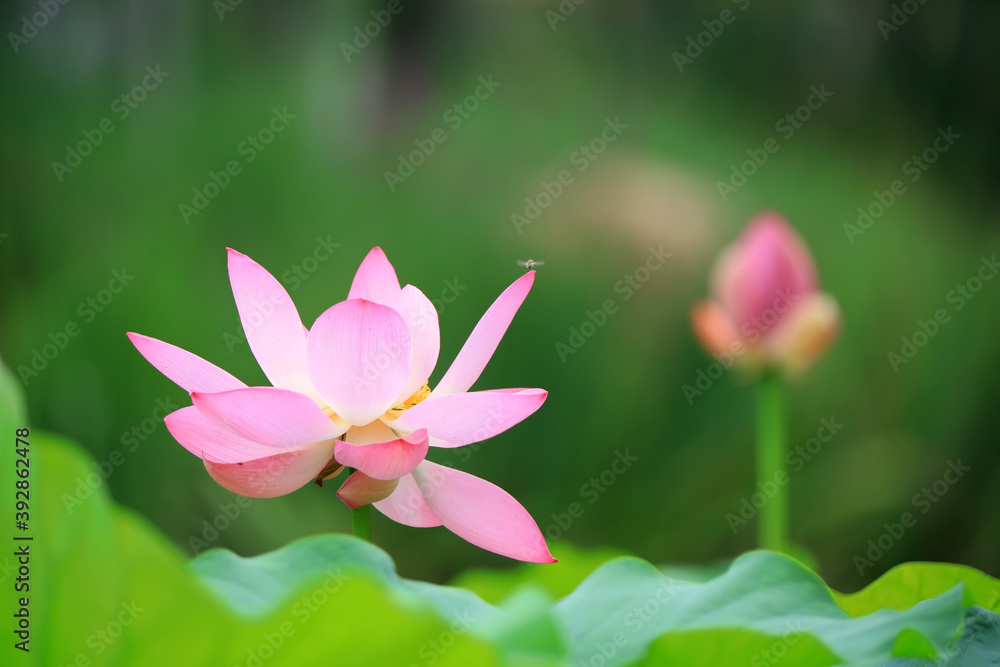 Beautiful pink lotus, close-up photos