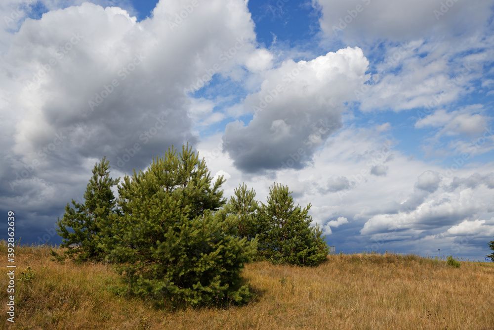 young pine trees under a stormy sky with clouds