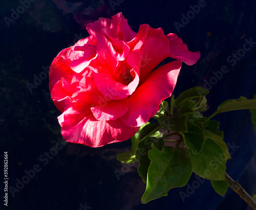 Beautiful red flower of double hibiscus with a dark blue background