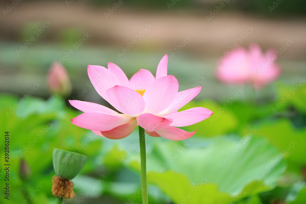 Obraz premium Beautiful pink lotus, close-up photos