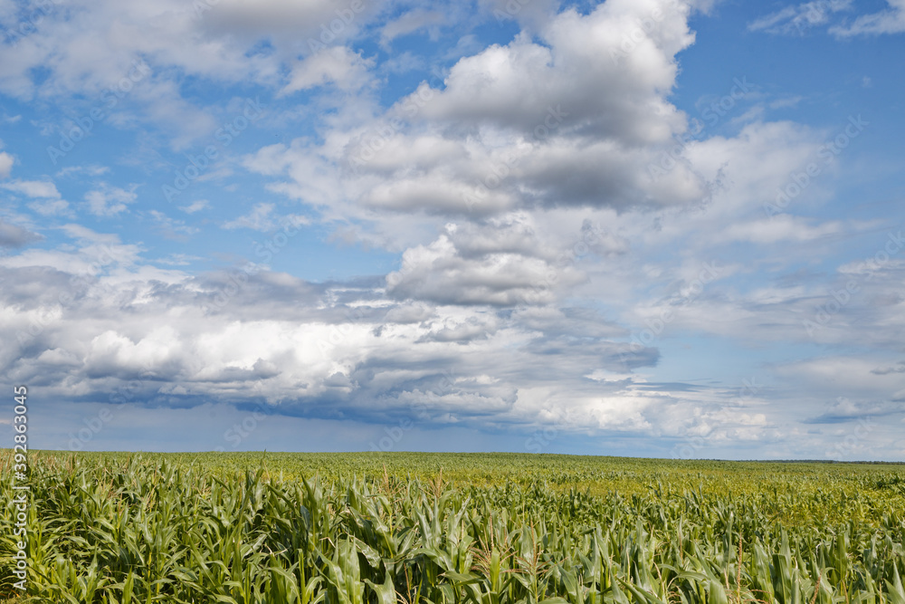 green corn field under stormy sky with clouds green corn field under stormy sky with clouds