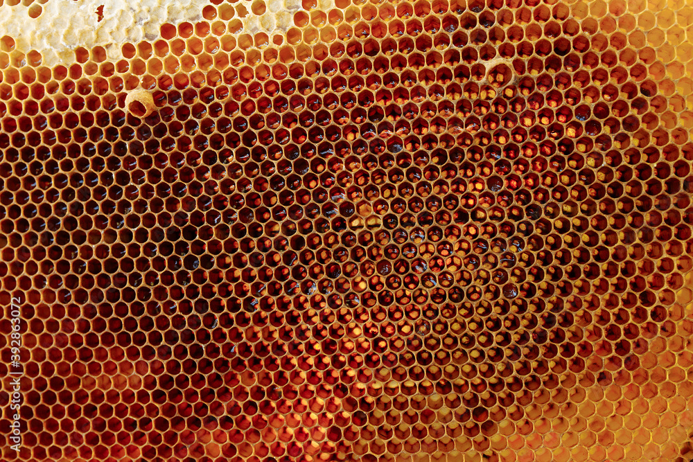 Abstraction. texture of a section of Golden wax honeycomb from a beehive filled with Golden honey full frame view Abstraction. texture of a section of Golden wax honeycomb from a beehive filled with Golden honey full frame view