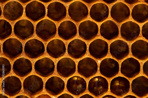 Abstraction. texture of a section of Golden wax honeycomb from a beehive filled with Golden honey full frame view
