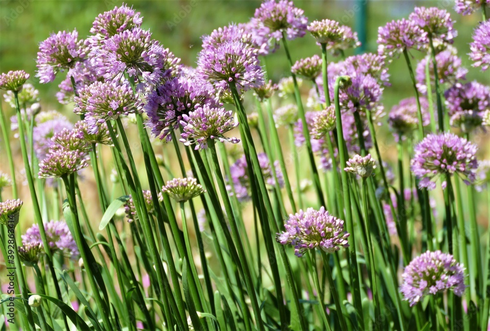Obraz premium Purple onion flower ball background