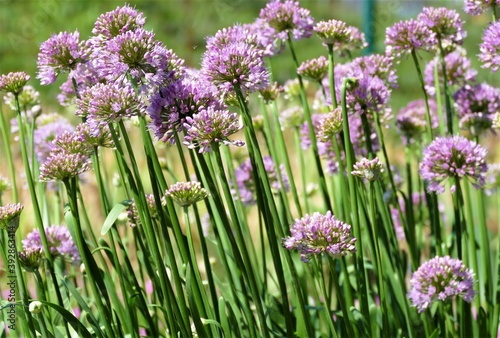 Purple onion flower ball background