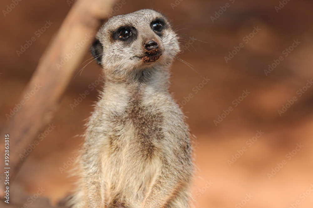 meerkat on guard meerkat on guard
