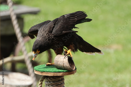 Kite training, bird of prey