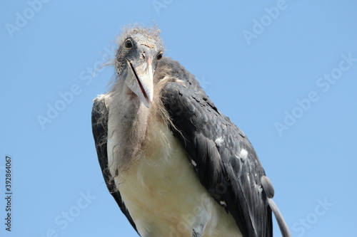 Baby vulture , bird of prey