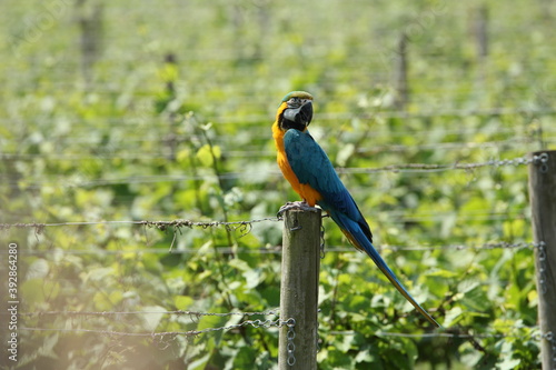 blue and yellow macaw
