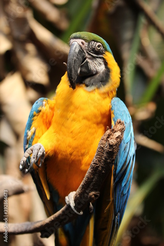 blue and yellow macaw