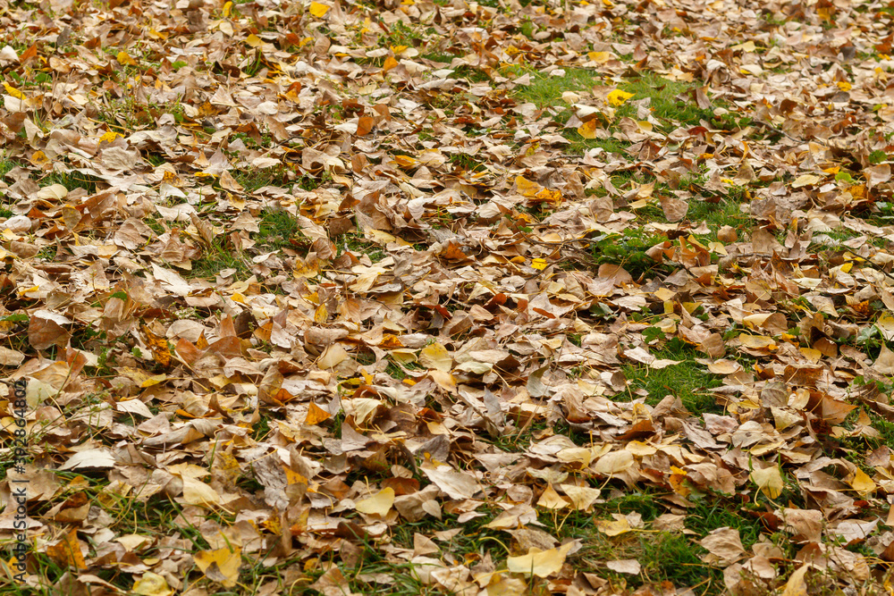 Colorful Autumn Leaves Texture/Background Colorful Autumn Leaves Texture/Background