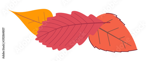 Colorful fallen autumn leaf isolated on white background