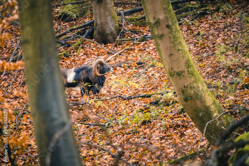 Wild lebende Mufflons im Teutoburger Wald, Bielefeld, Deutschland