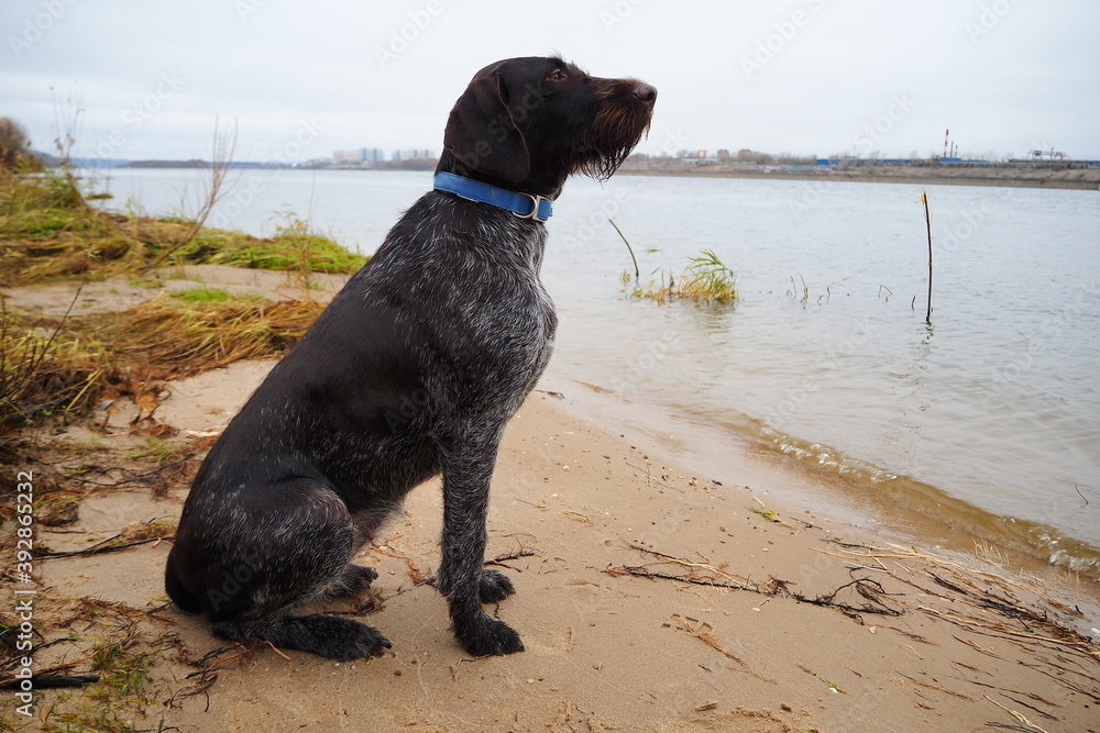 Hunting dog of the German breed Drathaar on the shore Hunting dog of the German breed Drathaar on the shore