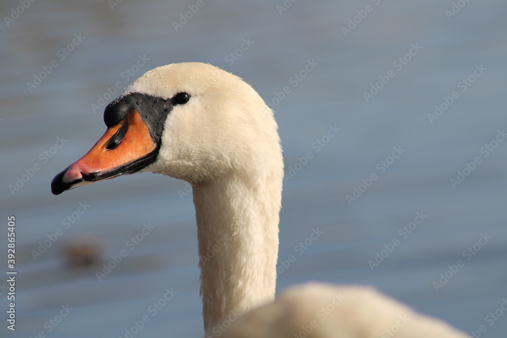 swans Cygnus beautiful water bird enjoying in lake water swans Cygnus beautiful water bird enjoying in lake water