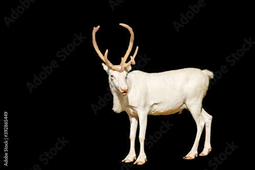 northern new year white deer isolated on black background