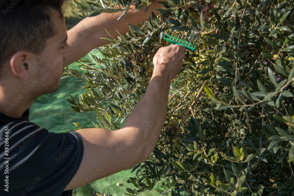 farmers collecting olives in field of spain