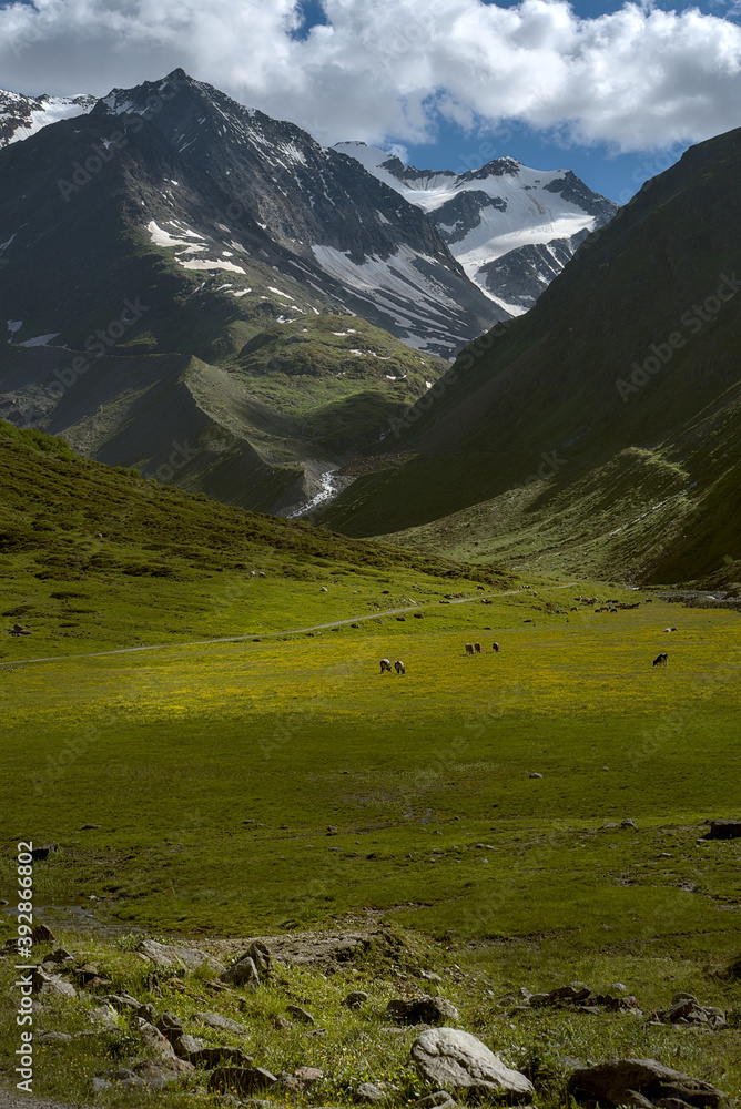 green alpine pastures at the foot of majestic mountain in Pitztal, Alps, Austria